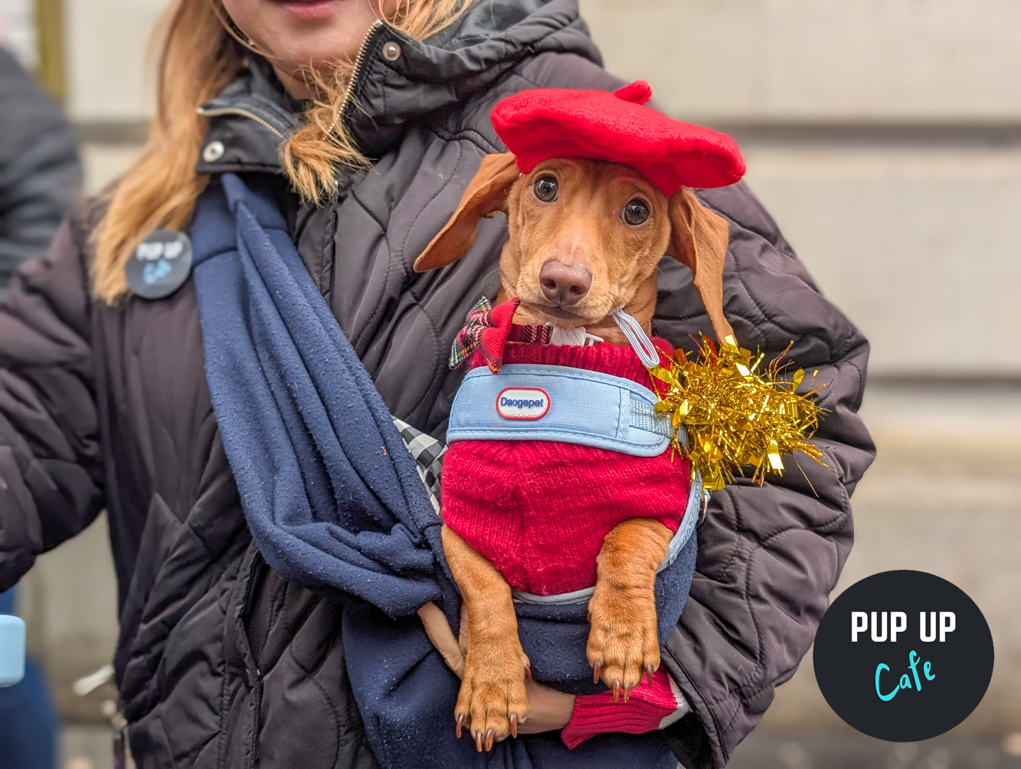 Pup Up Café Christmas Tour 2025: Festive dog takeover coming back to Leeds