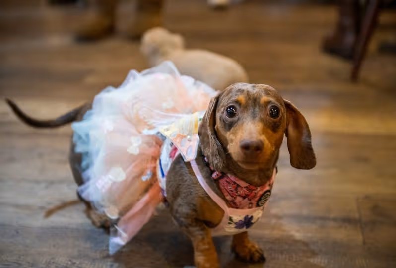 A café in Cardiff just got taken over by sausage dogs and it is just too much
