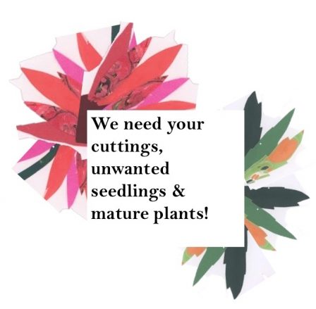 Plantcall Out Insta1
