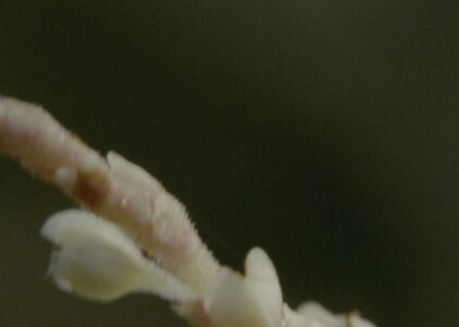 Soil Habit Plants Frame 023