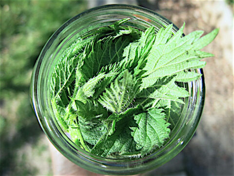 Nettle Leaves Health