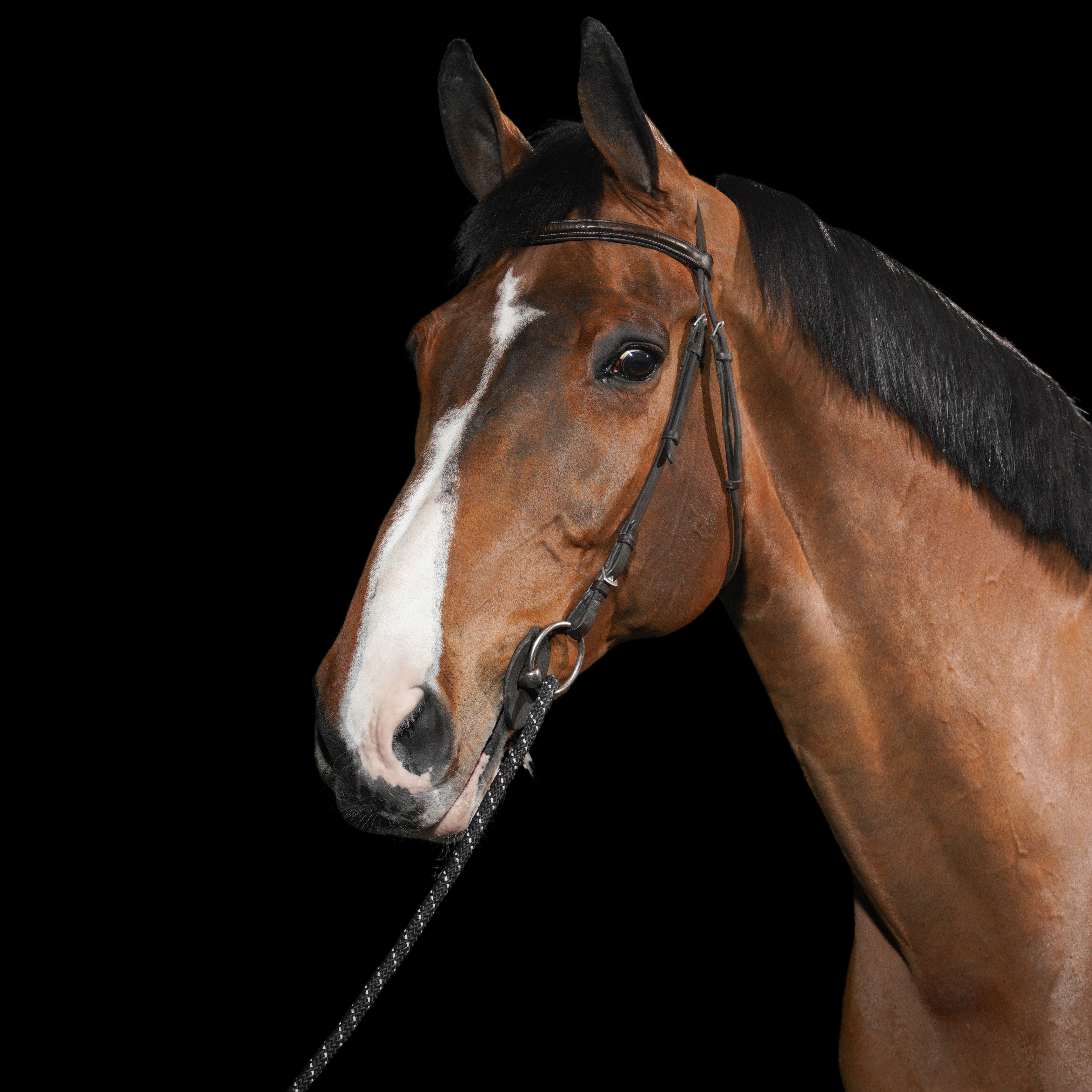 Belano Vd Wijnhoeve Z (104SD95) | FEI.org
