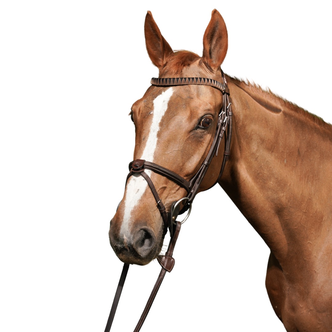 Dorette — headshot
