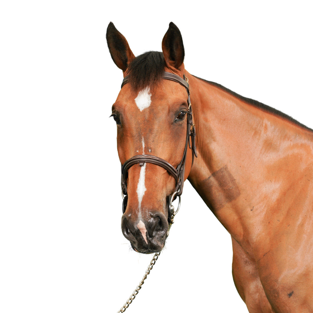 Chevaux Primavera Imperio Egipcio (107AW06) | FEI.org