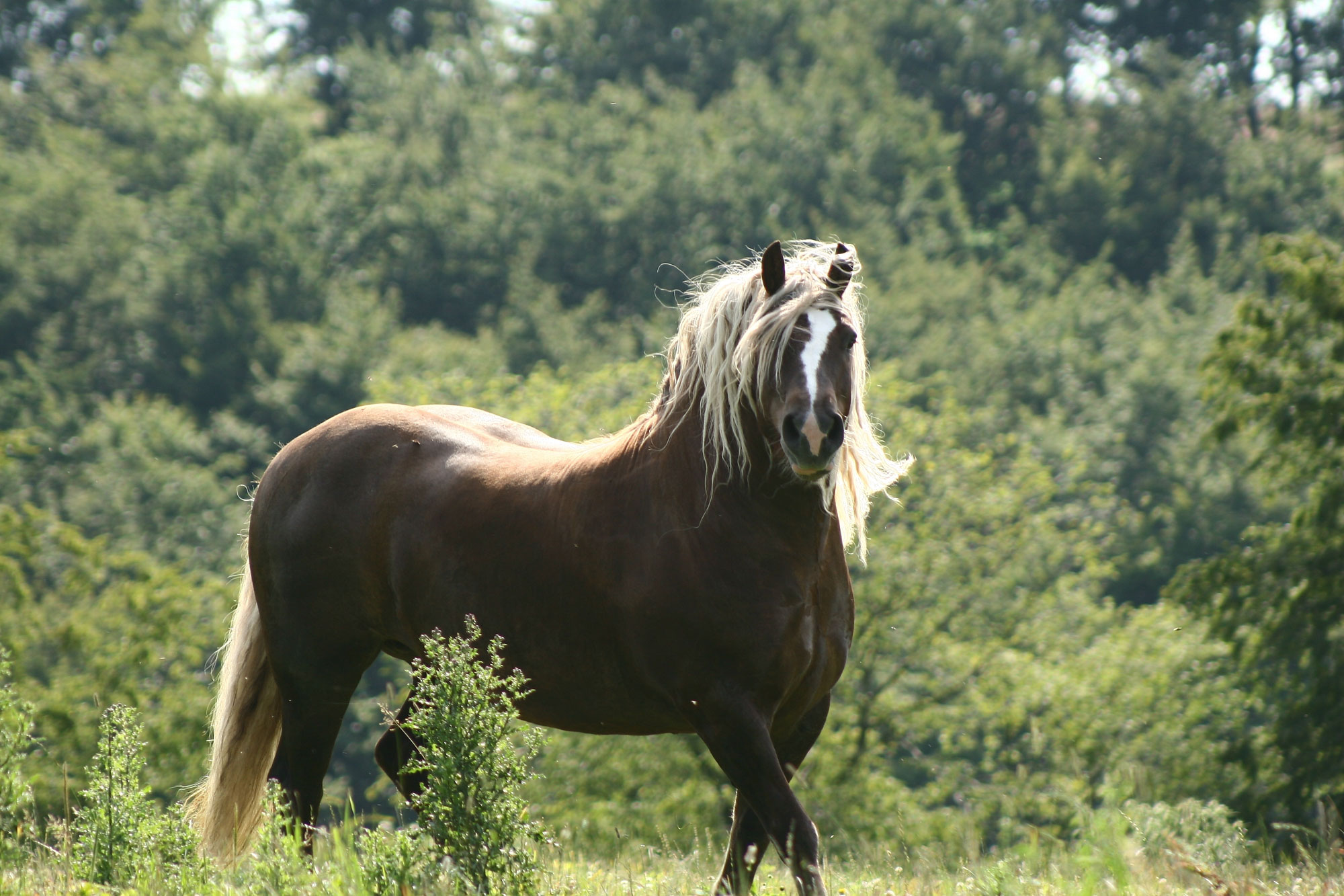 breed-profile-the-black-forest-horse