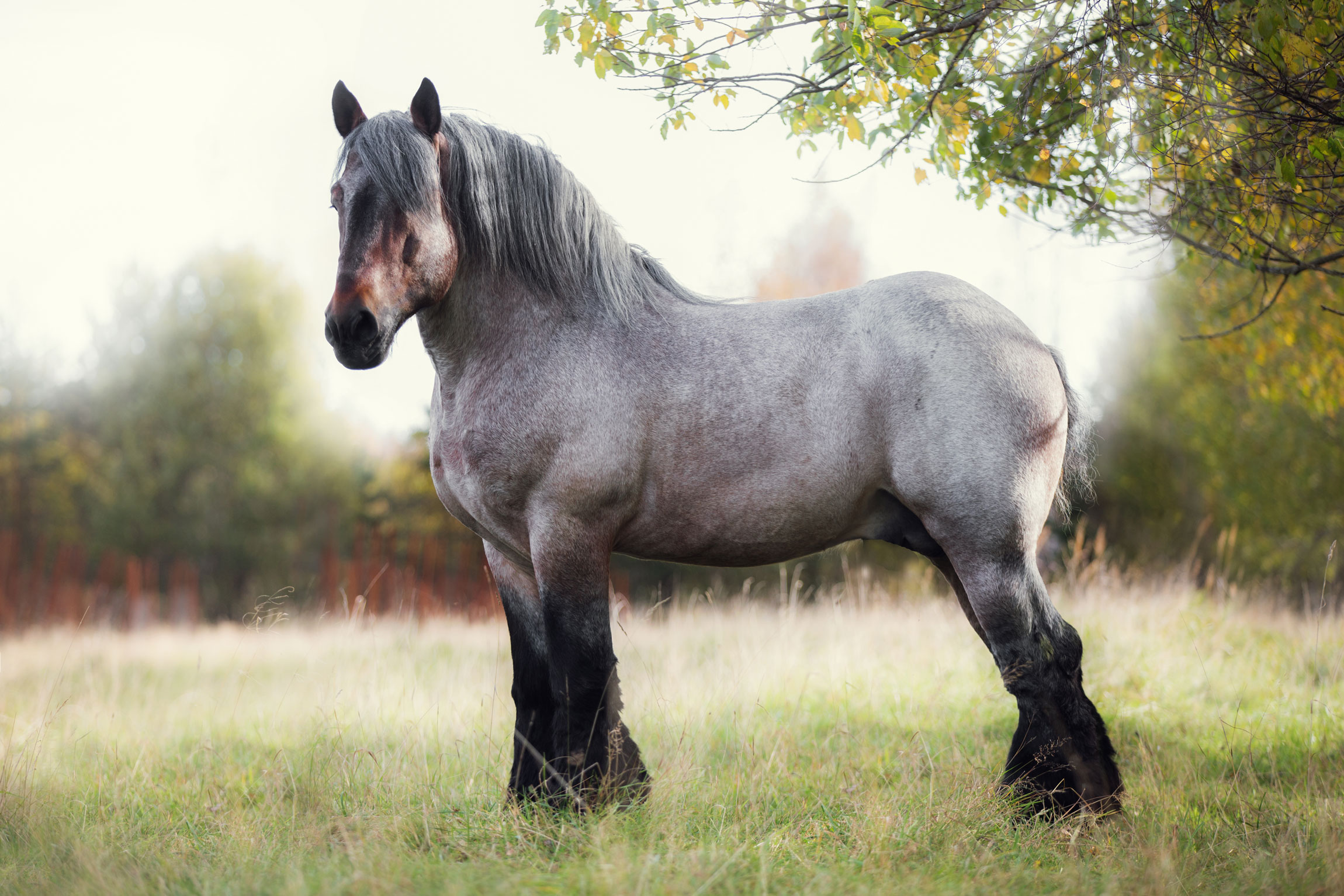 How Long Does Belgian Horses Live
