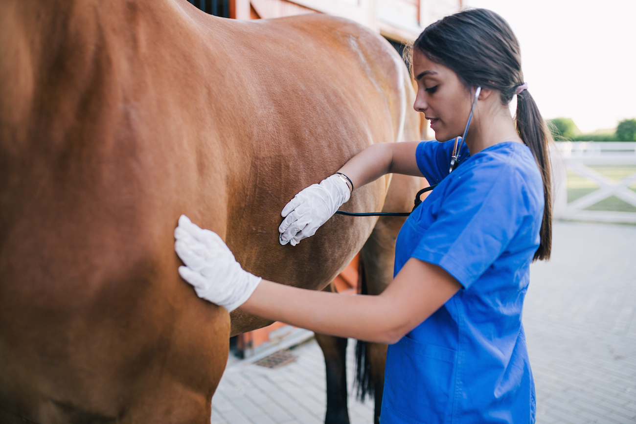 5 Horse Health Indicators You Must Know