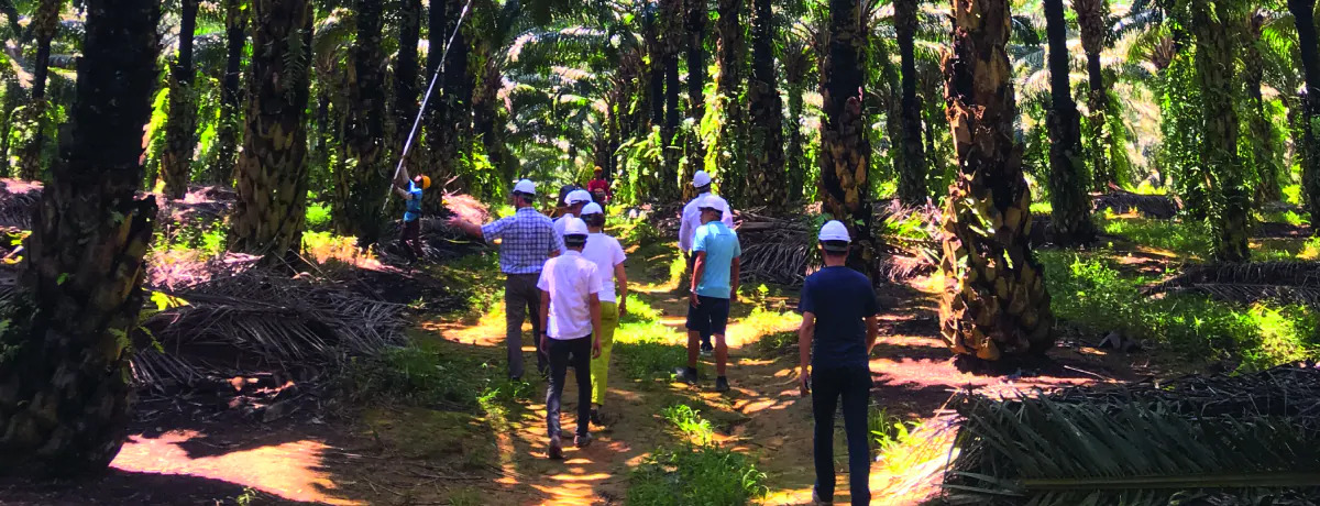 El aceite de palma de Ferrero es el más sostenible de la industria, según un informe de World Wide Fund for Nature