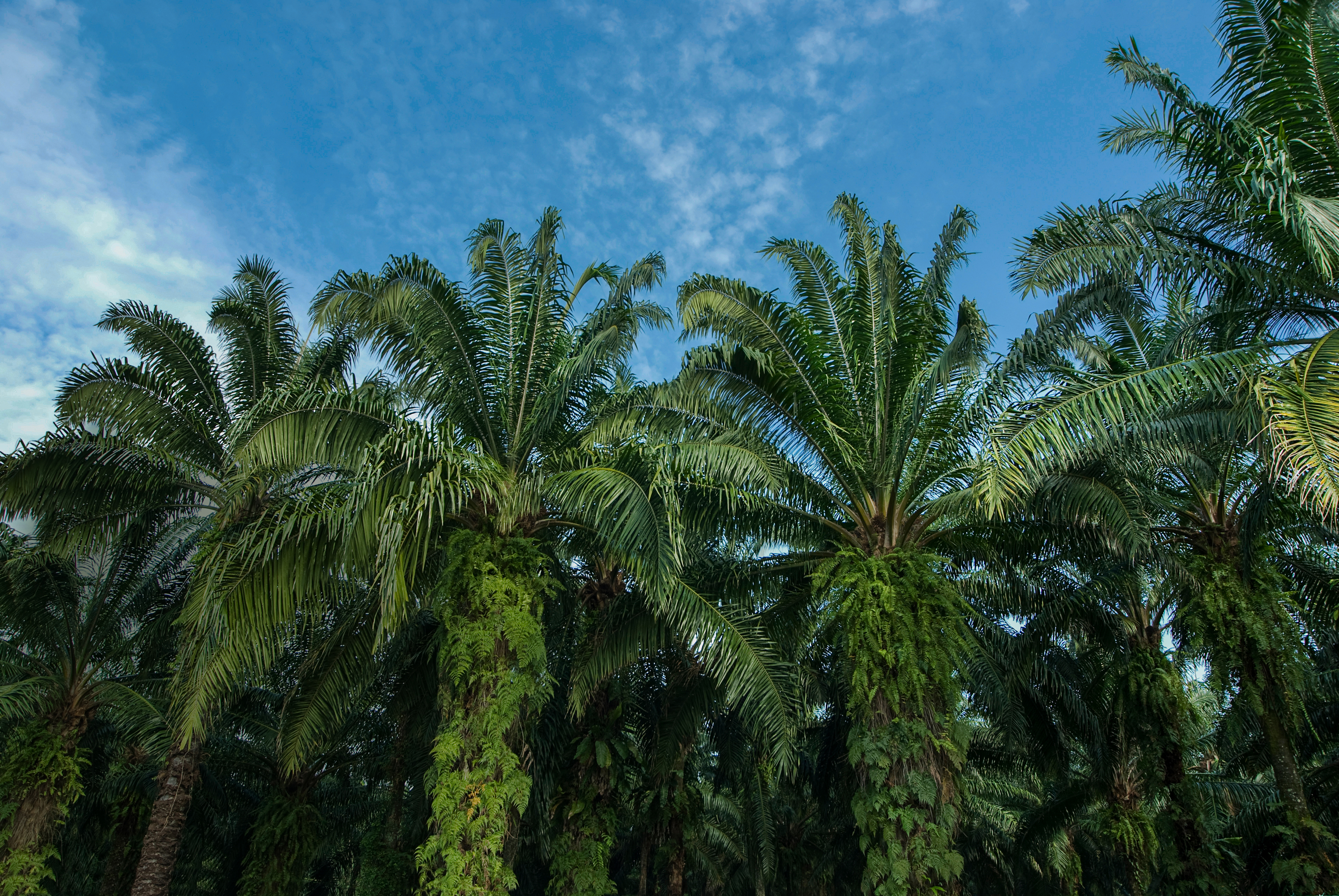 WWF UZNAJE GRUPE FERRERO JAKO LIDERA W ZAKRESIE ODPOWIEDZIALNEGO POZYSKIWANIA OLEJU PALMOWEGO