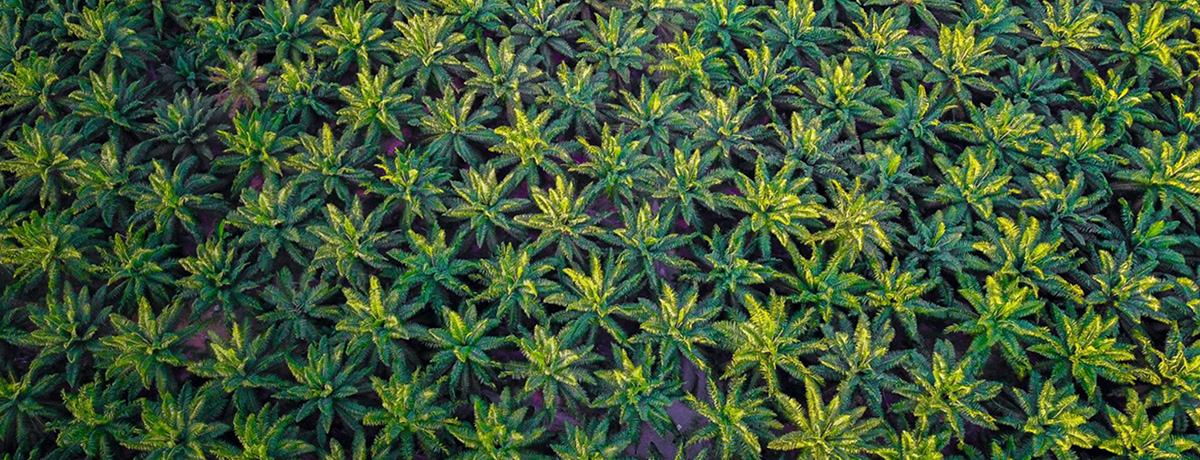 Acciones para garantizar la sostenibilidad del aceite de palma en Malasia