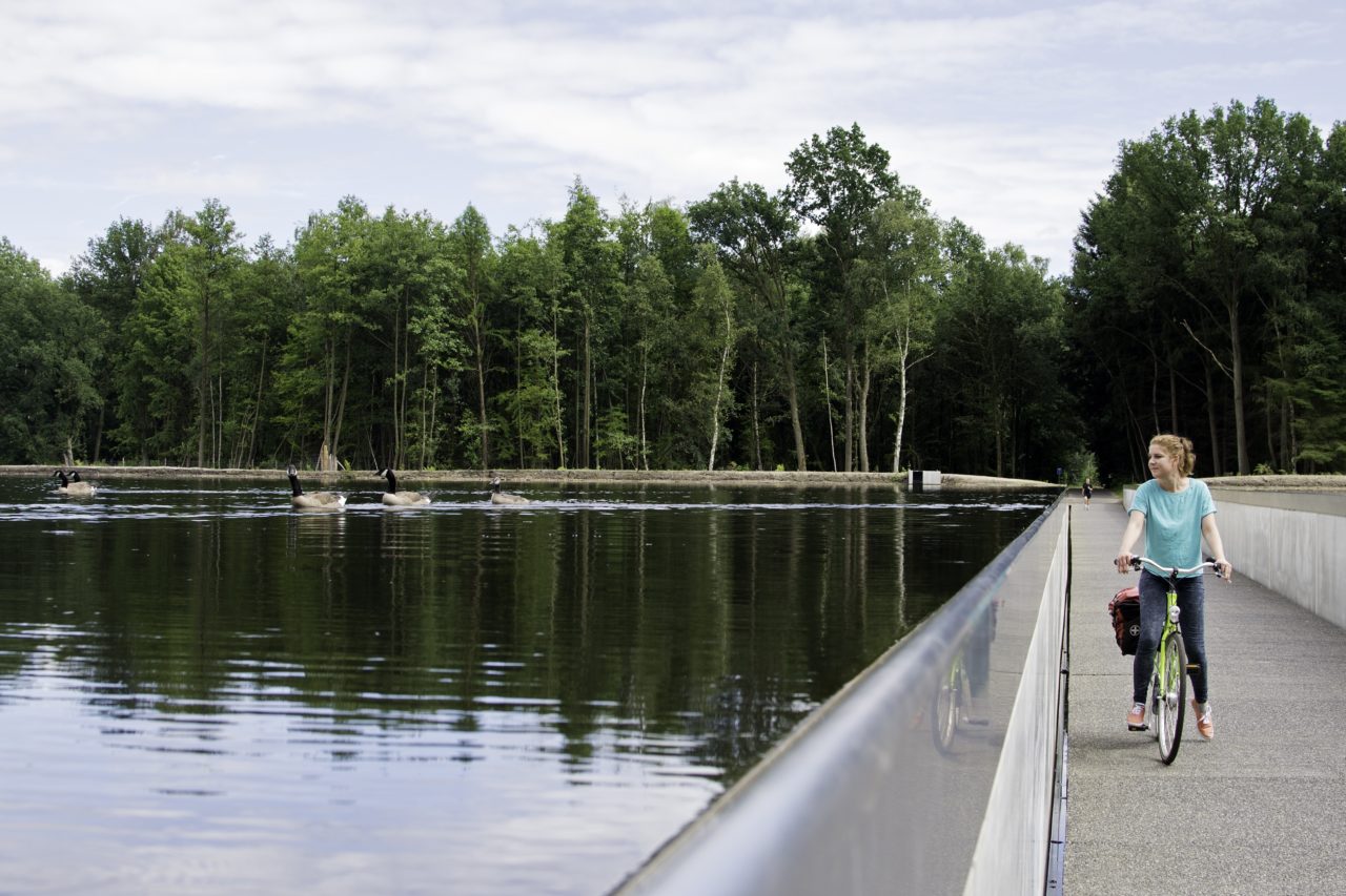 Bokrijk36_Canadese ganzen bij vijverpad