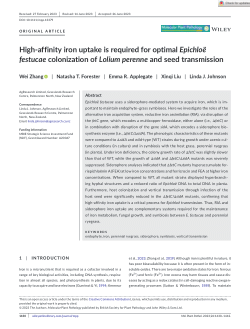 High‐affinity iron uptake is required for optimal Epichloë festucae colonization of Lolium perenne and seed transmission