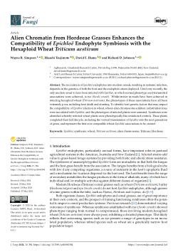 Alien chromatin from Hordeeae grasses enhances the compatibility of <i>Epichloë</i> endophyte symbiosis with the hexaploid wheat <i>Triticum aestivum</i>