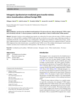 Intragenic Agrobacterium-mediated gene transfer mimics micro-translocations without foreign DNA