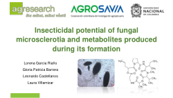 Insecticidal potential of fungal microsclerotia and metabolites produced during its formation