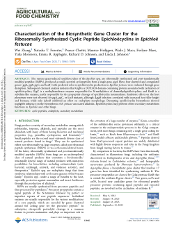 Characterization of the Biosynthetic Gene Cluster for the Ribosomally Synthesized Cyclic Peptide Epichloëcyclins in <i>Epichloë festucae</i>