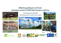 Matching pathogen and host: biological control of CRB with Oryctes nudivirus