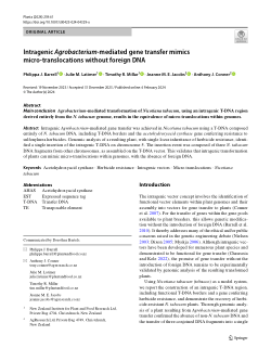 Intragenic <i>Agrobacterium</i>-mediated gene transfer mimics micro translocations without foreign DNA