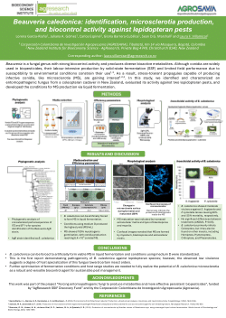 <i>Beauveria caledonica</i>: identification, microsclerotia production, and biocontrol activity against lepidopteran pests