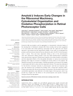 Amyloid β induces early changes in the ribosomal machinery, cytoskeletal organization and oxidative phosphorylation in retinal photoreceptor cells
