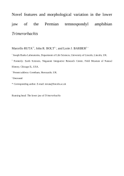 Novel features and morphological variation in the lower jaw of the Permian temnospondyl amphibian Trimerorhachis