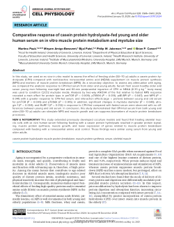 Comparative response of casein protein hydrolysate-fed young and older human serum on in vitro muscle protein metabolism and myotube size