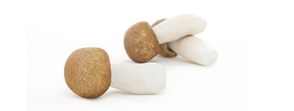 Der Agaricus blazei Murrill (ABM) ist der Vitalpilz mit der höchsten Polysaccharid-Konzentration; er kann das Tumorwachstum stoppen. Gesellschaft für Vitalpilzkunde e.V.