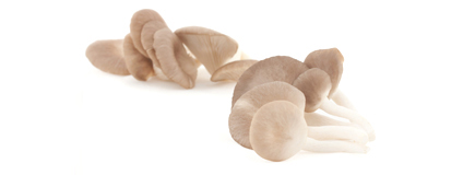 Der Pleurotus ostreatus (Austernseitling) hat ein großes Spektrum an Vitalstoffen und ist ein guter Schutz vor freien Radikalen. Gesellschaft für Vitalpilzkunde e.V.