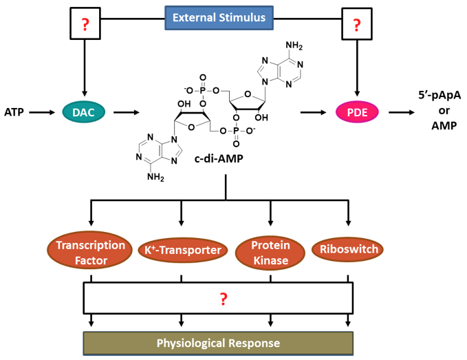 Scheme 1: The c-di-AMP signaling network. Scheme 1: The c-di-AMP signaling network.
