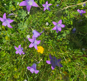 290 pixel image width