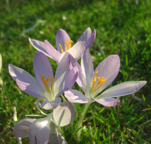 290 pixel image width