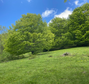 290 pixel image width