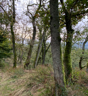 290 pixel image width