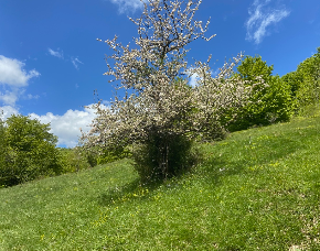 290 pixel image width