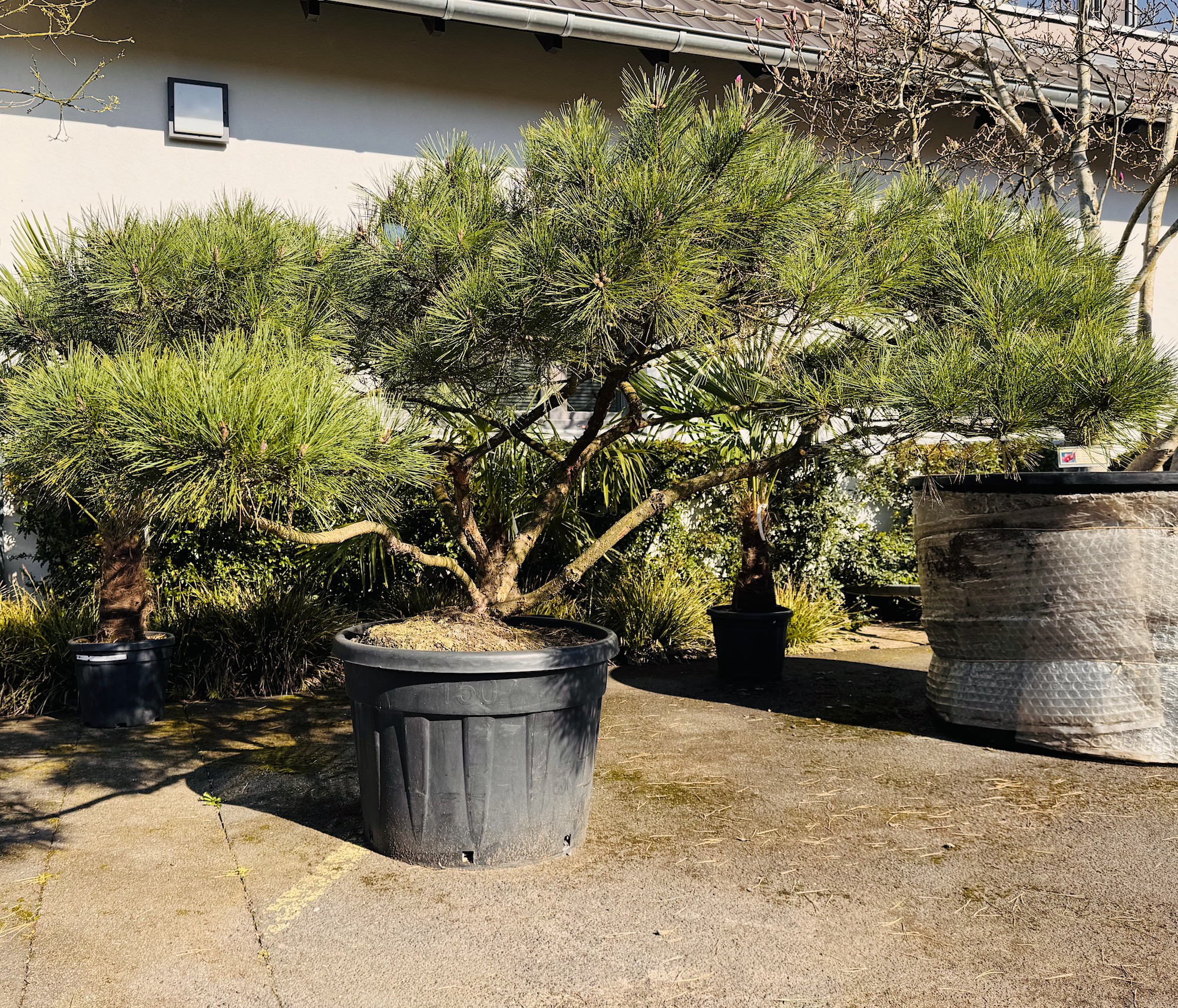 Pinus denisflora "Umbraculifera"
