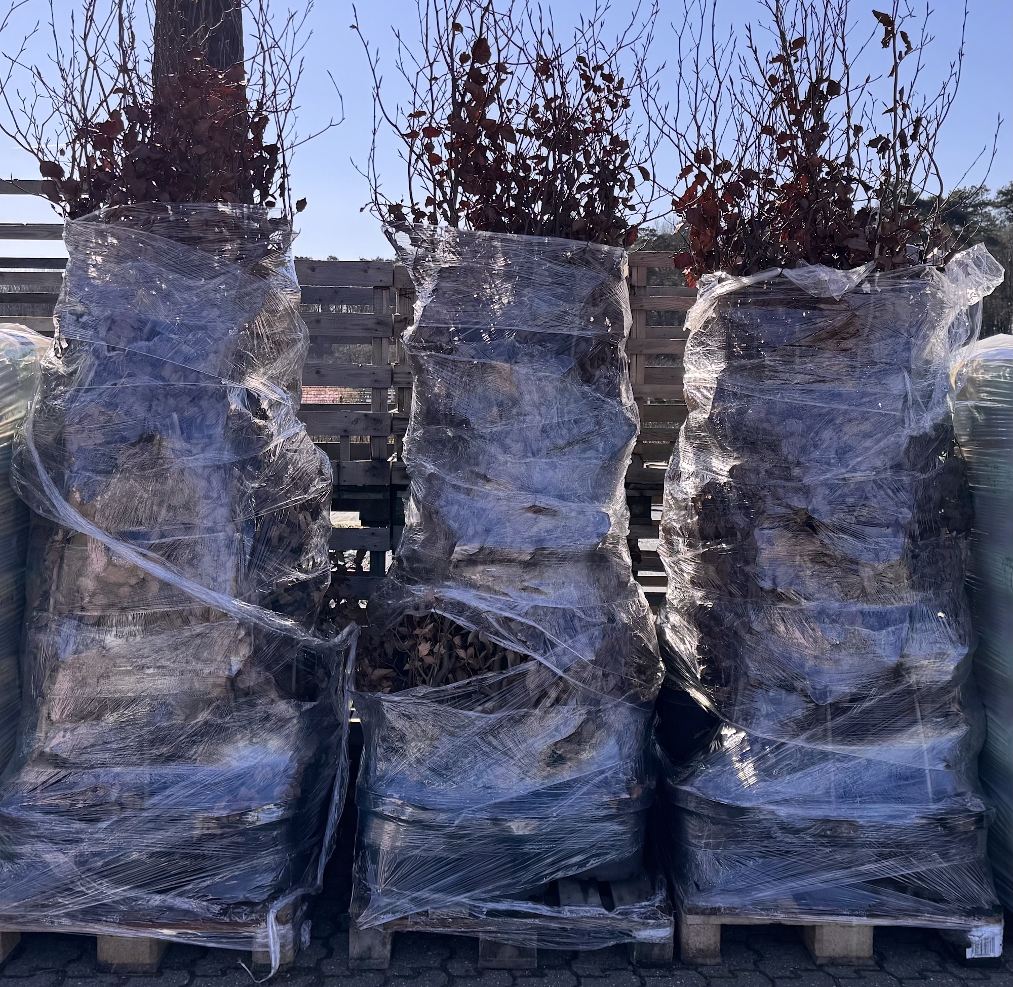 Fagus sylvatica purpurea