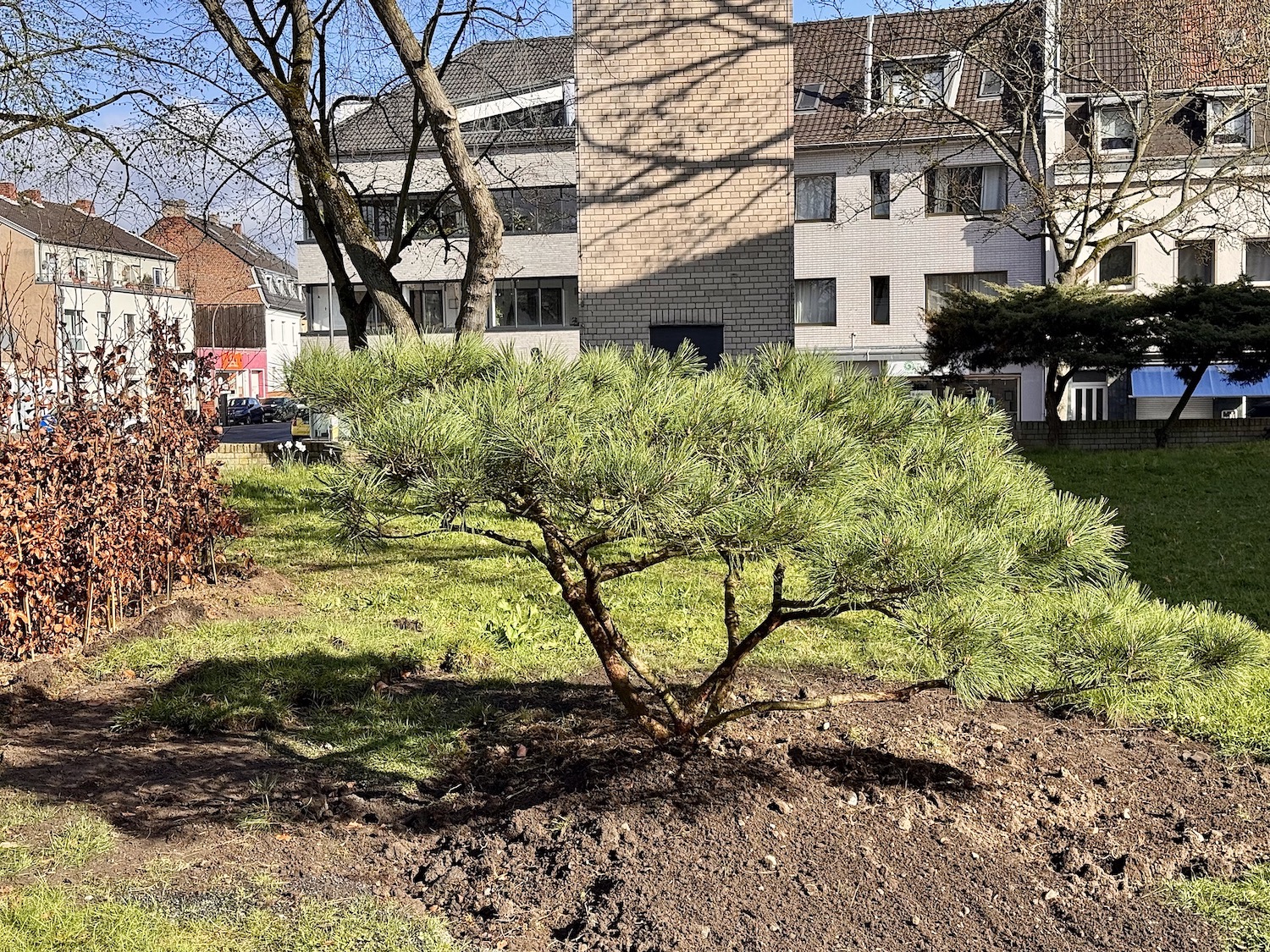 Eine Linie: Kirchturm, Machiai, Kiefer