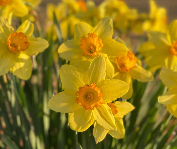 600 pixels wide image