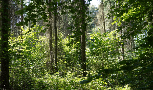 600 pixels wide image