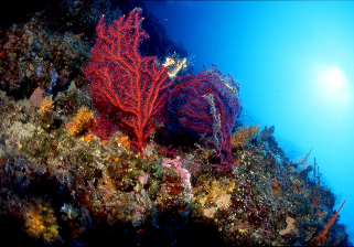 Saisoneröffnung in Selce&nbsp;