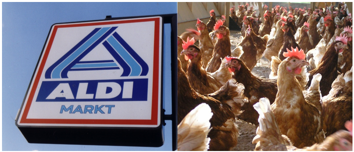 Legehenne_:Aldi Legehennen_Aldi