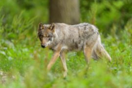 Schutzstatus Wolf gesenkt