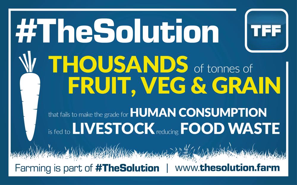 tff_TheSolution4-1000x625.jpg