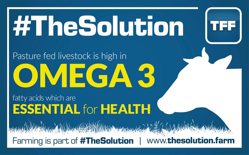 tff_TheSolution5-1000x625.jpg