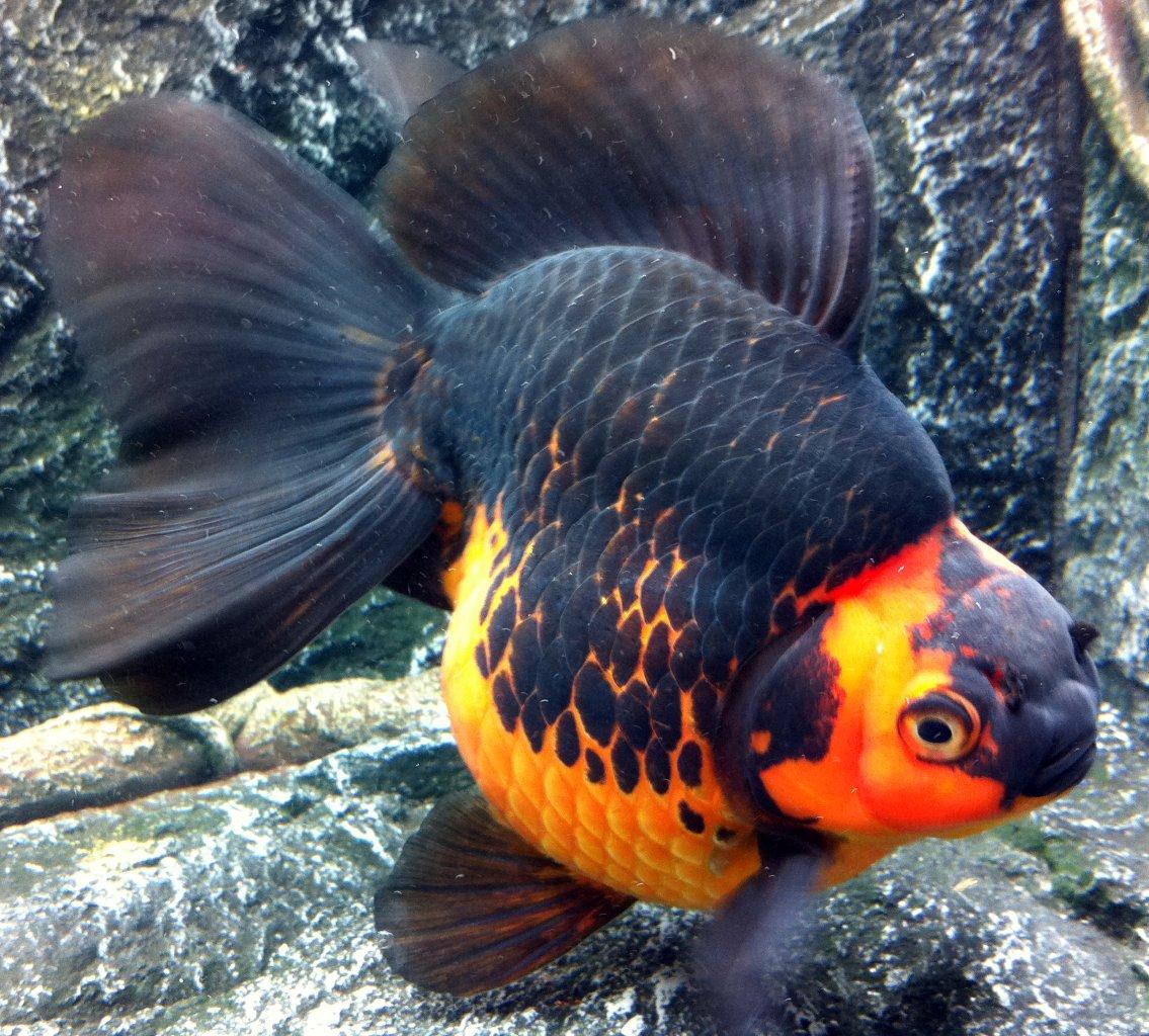 Keeping Coldwater Fish In Aquariums Maidenhead