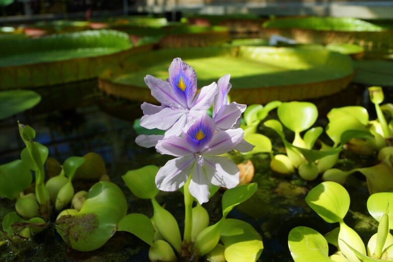 Water Nature Flowers Flower Water Water Hyacinth 1689723