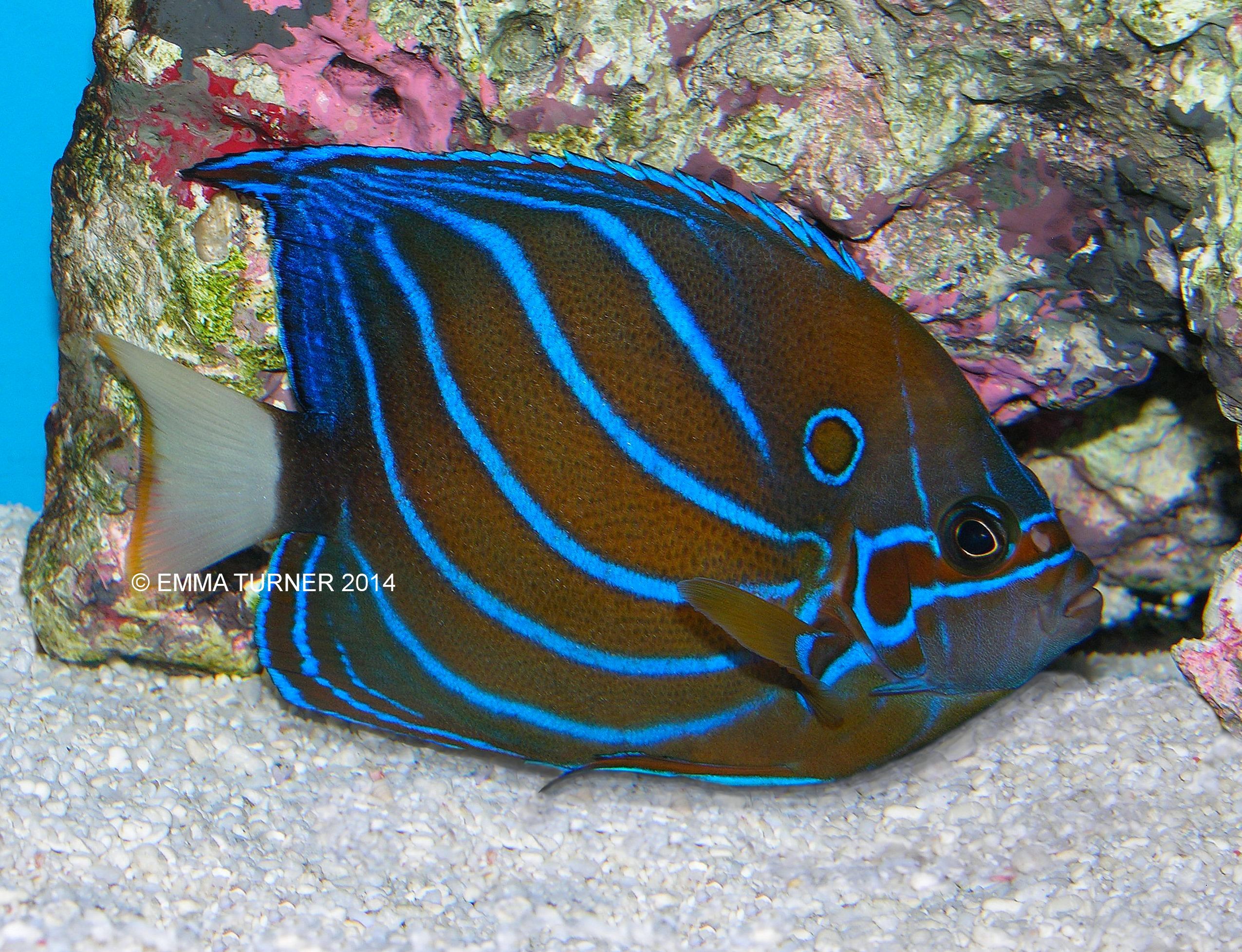 annularis angelfish maidenhead aquatics