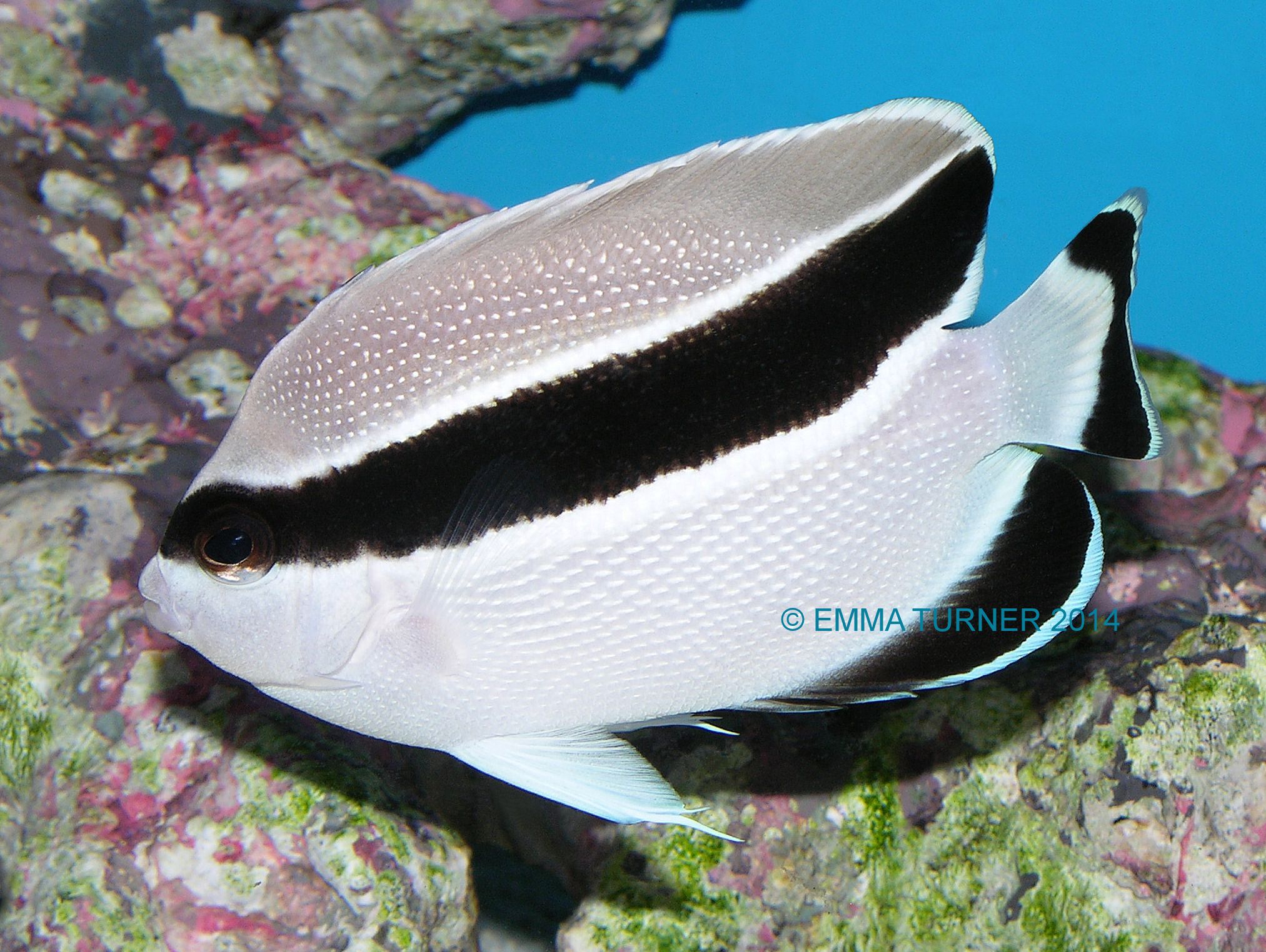 bandit angelfish maidenhead aquatics