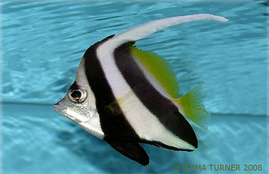Bannerfish Fishkeeper