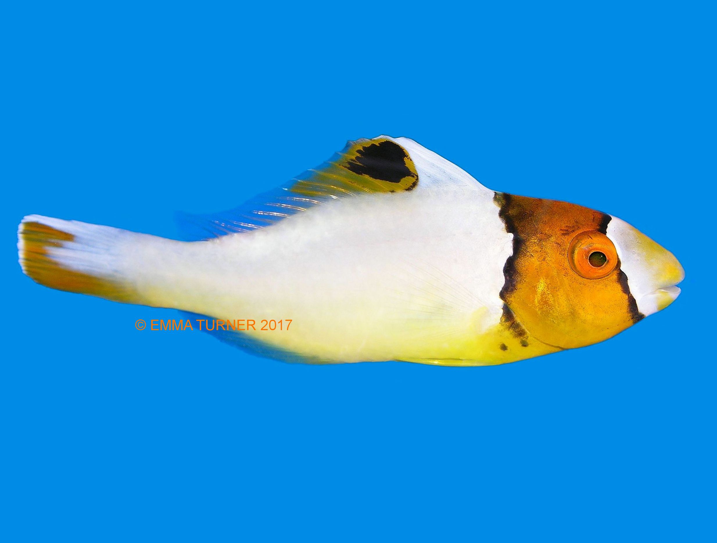 Bicolor Parrotfish - Maidenhead Aquatics
